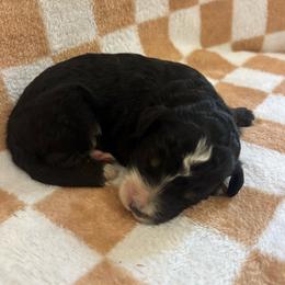 Little Joe - Phantom male Bernedoodle puppy in Holden, Missouri from Mid-West Bernedoodles