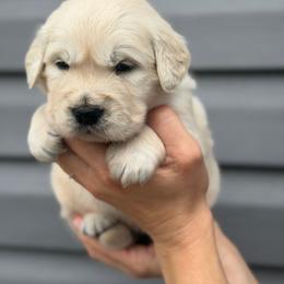 Louie - Light golden male Golden Retriever puppy in Benson, North Carolina from Mule City Kennels