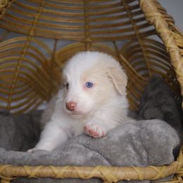 Orion - Apricot male Aussiedoodle puppy in Pomona, California from Socal Aussiedoodles
