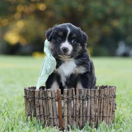 Venus - Blue merle female Miniature Australian Shepherd puppy in White Oak, Texas from Triple Lake Ranch Miniature Australian Shepherds