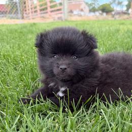 Alecto - Black parti male Pomeranian puppy in Grand Junction, Colorado from Royal Paws Of Colorado
