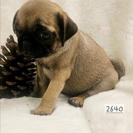 Aelin - Fawn female Pug puppy in Dexter, Kansas from Beautiful pugs