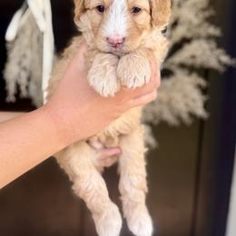 Luigi- green collar male - Yellow and white male Bernedoodle puppy in Salt Lake County, Utah from Coco Avenue Pups