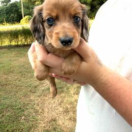 Beau - Dapple male Dachshund puppy in Winfield, Alabama from Winfield Weenies