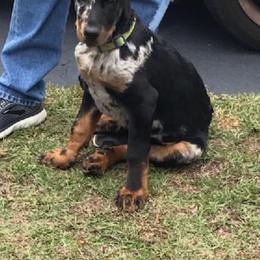 Beauceron and Doberman Pinscher Puppies from Elitehaus