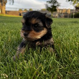 Morkies and Yorkshire Terriers from Lisa’s Little Yorkies
