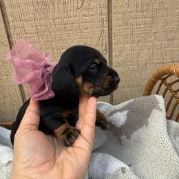Black and tan shorthair female - Black and tan female Dachshund puppy in Manteca, California from Sweet and Low Dachshunds