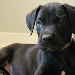 Iris - Black Great Dane puppy in Dundee, Michigan from Weslow AKC Danes