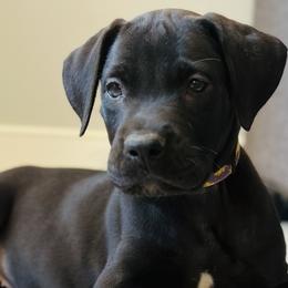Iris - Black Great Dane puppy in Dundee, Michigan from Weslow AKC Danes
