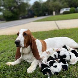 Daisy - Basset Hound