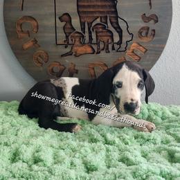Green Collar - Harlequin male Great Dane puppy in Alton, Illinois from Show Me Great Danes and Basset Hounds