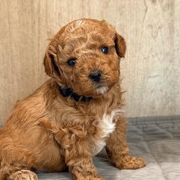 Cavapoos, Goldendoodles, Maltipoos, and Poodles from The Golden Rule Doodles and Poos