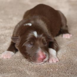 Jenny - Red female Border Collie puppy in Courtland, Alabama from C Bar C Ranch Border Collies