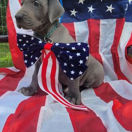 Willow - Blue Great Dane puppy in Monroe County, Pennsylvania from Poke-A-Nose Danes