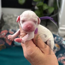 Girl 2 - Blenheim female Cavapoo puppy in Herriman, Utah from Gypsi Doodles & Poodles