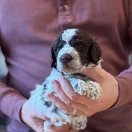 Boy 5 - Brown roan male Lagotto Romagnolo puppy in Sugar Valley, Georgia from Pinnacle Farm and Kennel