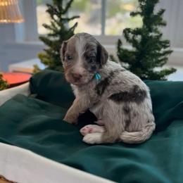 Edmund - White and red merle male Bordoodle puppy in Valley Center, California from Circle R Valley Bordoodls