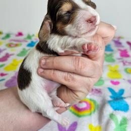 Chocolate and tan piebald female - Piebald female Dachshund puppy in Belle Rive, Illinois from Akin's Miniature Dachshunds, LLC