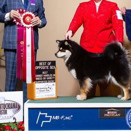 Finnish Lapphunds from Curticey Finnish Lapphunds