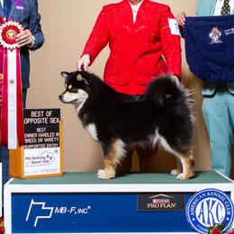 Finnish Lapphunds from Curticey Finnish Lapphunds