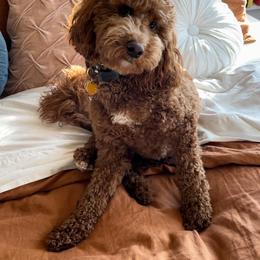 Irish Doodle Puppies from Morningside Doodles