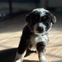 Zenitsu-Blue Male - Black tri-color male Australian Shepherd puppy in Lubbock, Texas from REKN’ Kennel Aussies