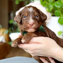 Nougat - Brown and white male Bernedoodle puppy in Salado, Texas from Red Ranch Dogs