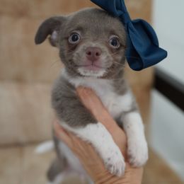 Ollie 4300 - Silver and white male Chihuahua puppy in Miami, Florida from Natalias Tiny Chihuahuas