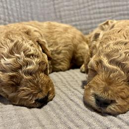 Cavapoo, Cockapoo, Goldendoodle, and Maltipoo Puppies from Perdue Puppies