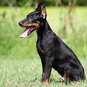 Adler - 5350 - Black and rust male Beauceron puppy in Rockwall, Texas from Elitehaus