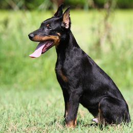 Adler - 5350 - Black and rust male Beauceron puppy in Rockwall, Texas from Elitehaus