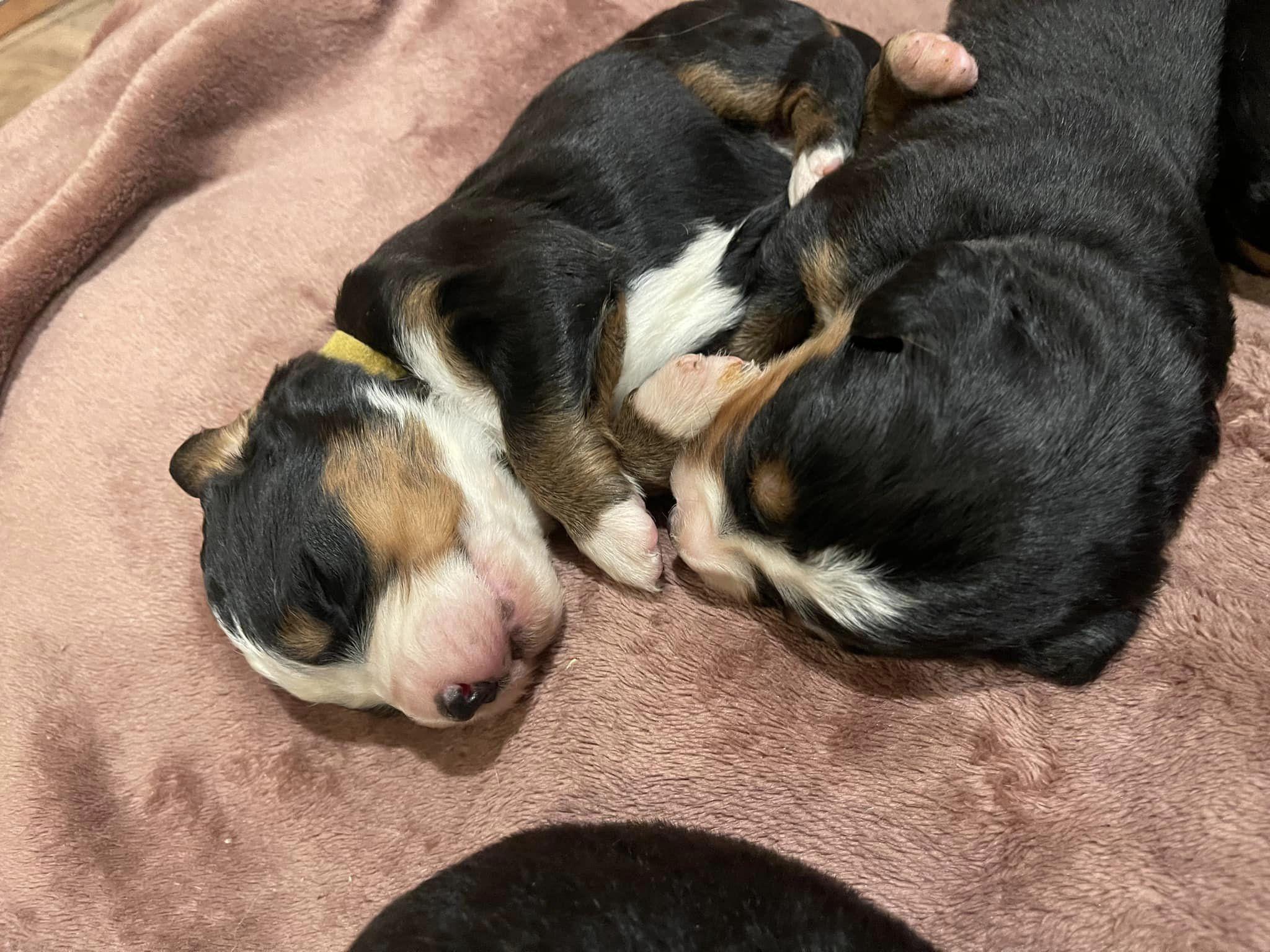 Lost Coast Bernese Mountain Dogs in California | Bernedoodle, Bernese ...