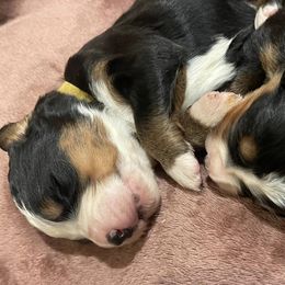 Aussiedoodles, Bernedoodles, and Bernese Mountain Dogs from Lost Coast Bernese Mountain Dogs