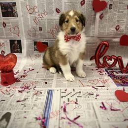 Mike - Sable male Collie puppy in Chilhowie, Virginia from Jolly Collies