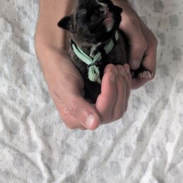 River - Brindle female Boxer puppy in New Holland, Pennsylvania from Shady Rill puppies