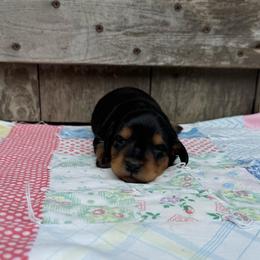 Lotus - Black and tan female Dachshund puppy in Squires, Missouri from Hudson’s Hounds