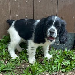 Jubilee - Black and white Cocker Spaniel puppy in Warrensburg, Missouri from Hirt House Saints