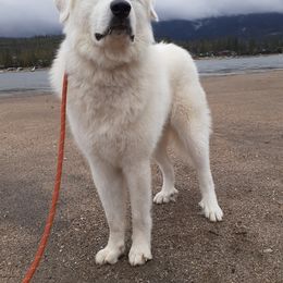 Great Pyrenees All Grown Up from The Yosemite Pyrenees Ranch