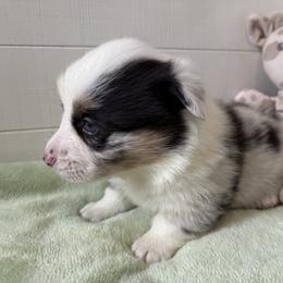 Braeburn(Blue Merle) - Blue merle and white male American Corgi puppy in Scottown, Ohio from Wyndy Ridge Corgis