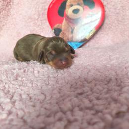 Milkyway - Chocolate and tan female Dachshund puppy in Opelika, Alabama from Dachshund Darlins