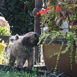 Australian Shepherd and Soft Coated Wheaten Terrier Puppies from BellSharps Australian Shepherds
