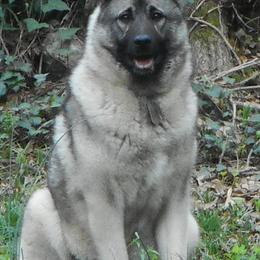Norwegian Elkhounds from Trolan Norwegian Elkhounds