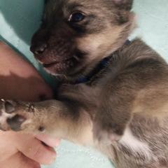 Swedish Vallhund Puppies from Windstorm dogs