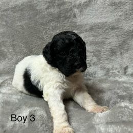Goldendoodle Puppies from Bell’s Goldendoodles