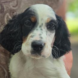 Maxine 10 - Blue belton and tan (tri-color) female English Setter puppy in Morrice, Michigan from Wild Bird Setters