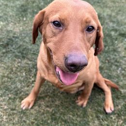 Sayler - Labrador Retriever