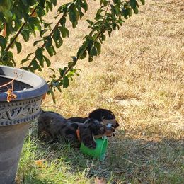 Dachshund Puppies from Faith & Grace Doxies