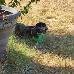 Dachshund Puppies from Faith & Grace Doxies