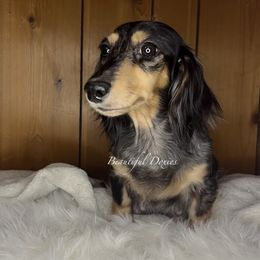 Pascal - Dachshund
