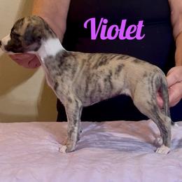 Violet - Fawn brindle female Whippet puppy in Brooksville, Florida from Phasion Whippets Kimberly & Paul Norton Sr.